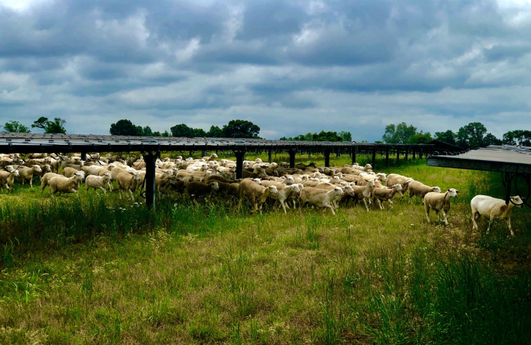 Silicon Ranch land management subsidiary Regenerative Energy uses sheep in its regenerative land management practices. Silicon Ranch