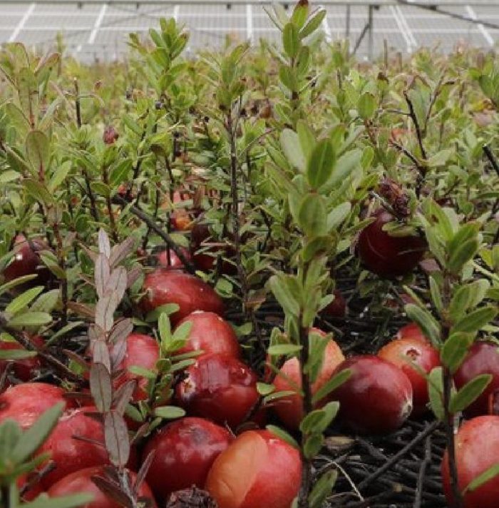 terrasmart cranberry bog project