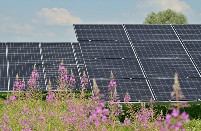 solar panels and wild flowers