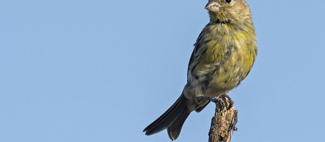 1024px-Canario_silvestre_serinus_canaria._Juvenil_9285355587.jpg