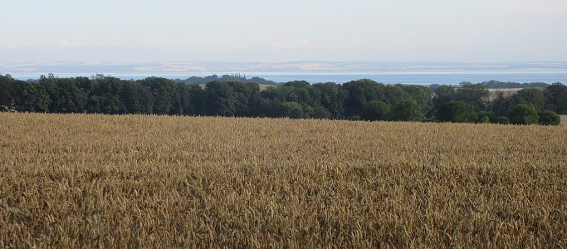 1024px-Field_of_wheat_-_geograph.org_.uk_-_5859848.jpg