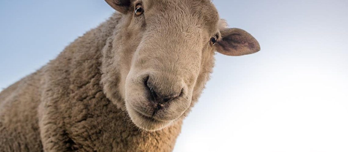 1024px-Sheep-1822137_1920.jpg