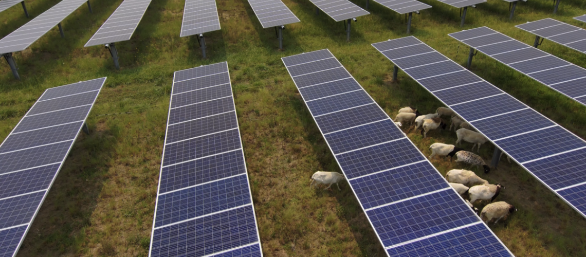 1698092419_Solar-Sheep-Grazing_Solar_Dominion_Energy_01-1200x666.png