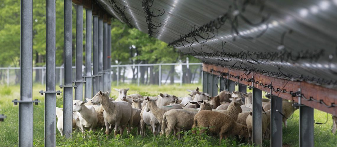 4-pocono-sheep-scaled.jpg