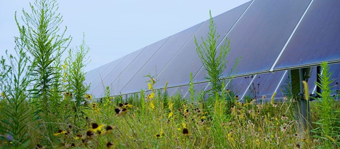 Amazon-Solar-Farm-OH-Yellowbud-1.jpg