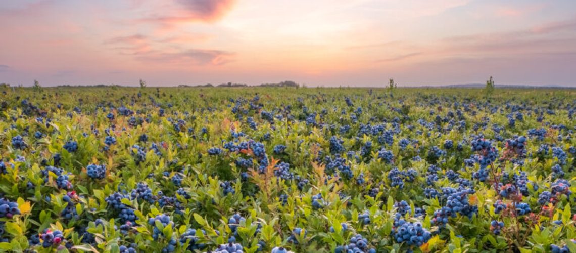 Blueberries-Sunset-6-800x1200.jpeg