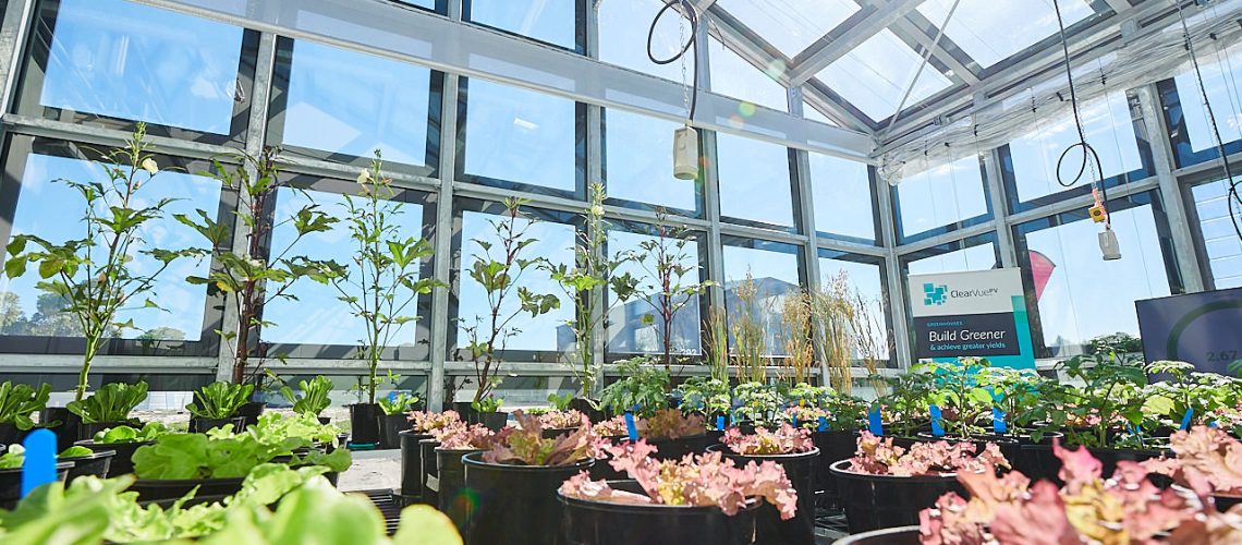 ClearVue-MU-Greenhouse-Internal2.jpg