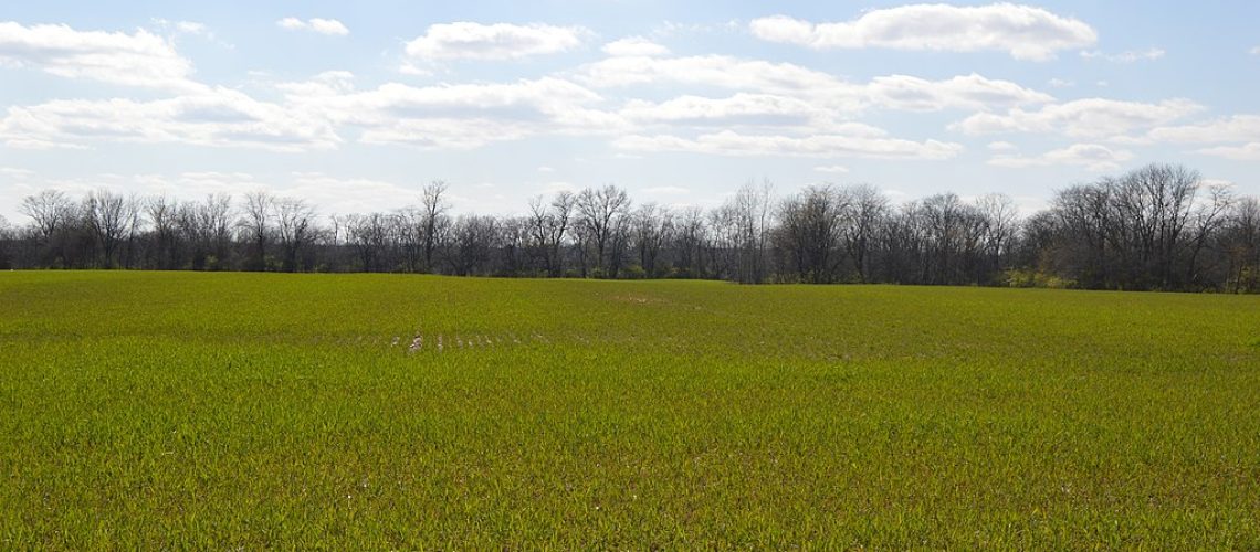 Hume_Lever_Road_wheat_field.jpg