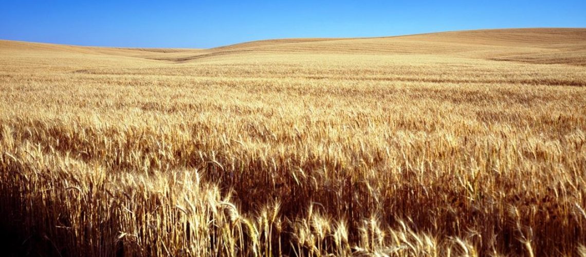 KansasCornfield.jpg