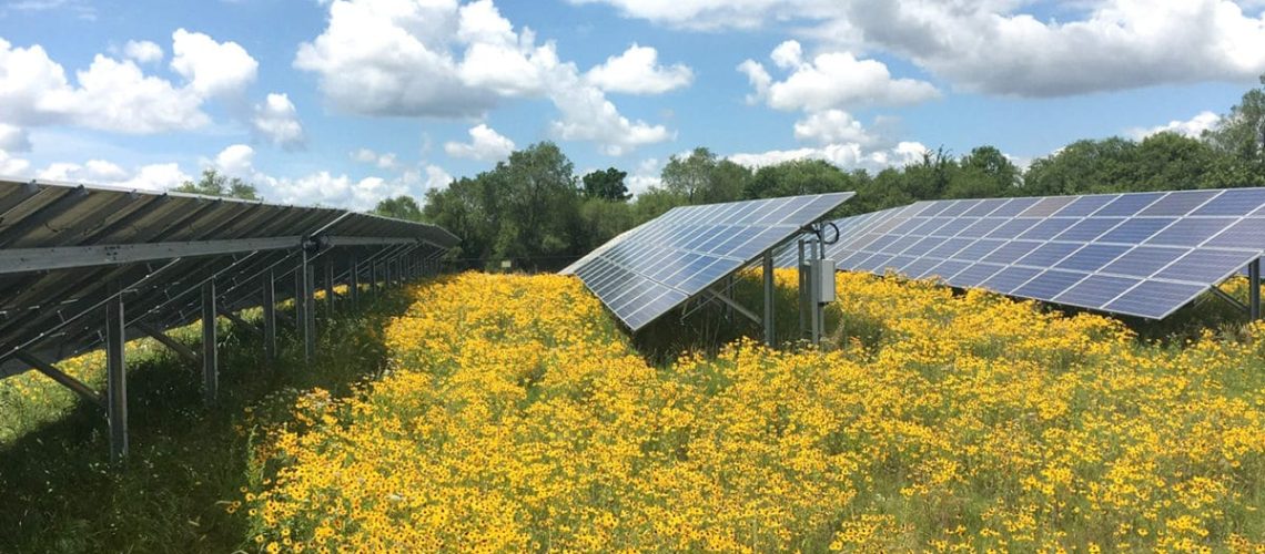 NY-solar-farm-pollinator-habitat-flowers-panels-I-1200x714.jpg