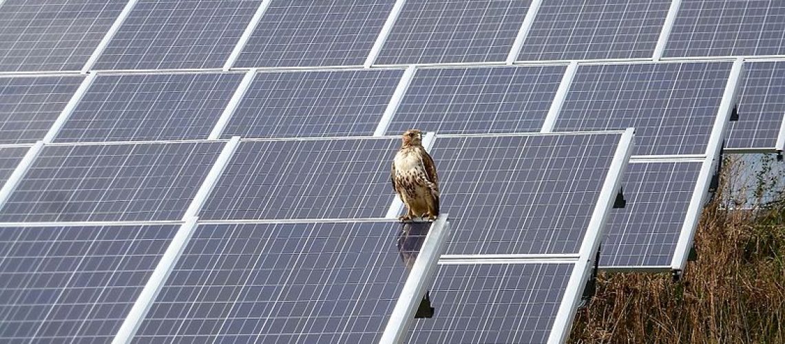 Red-tailed_Hawk_by_the_solar_arrays.jpg
