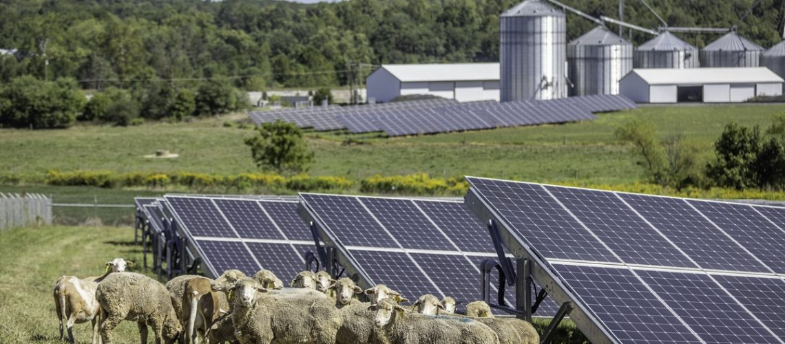 Shepherd-Mill-Solar-Array_Sheep1200.jpg