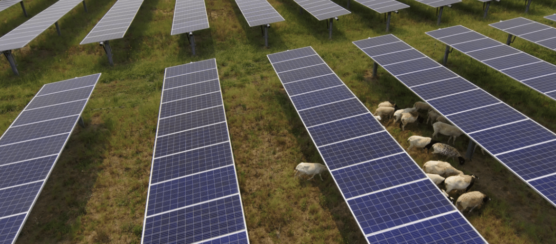 Solar-Sheep-Grazing_Solar_Dominion_Energy_01-1200x666.png