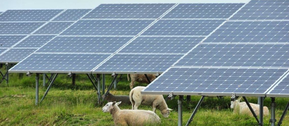 Solar_panels_with_sheep_in_Belgium.jpg