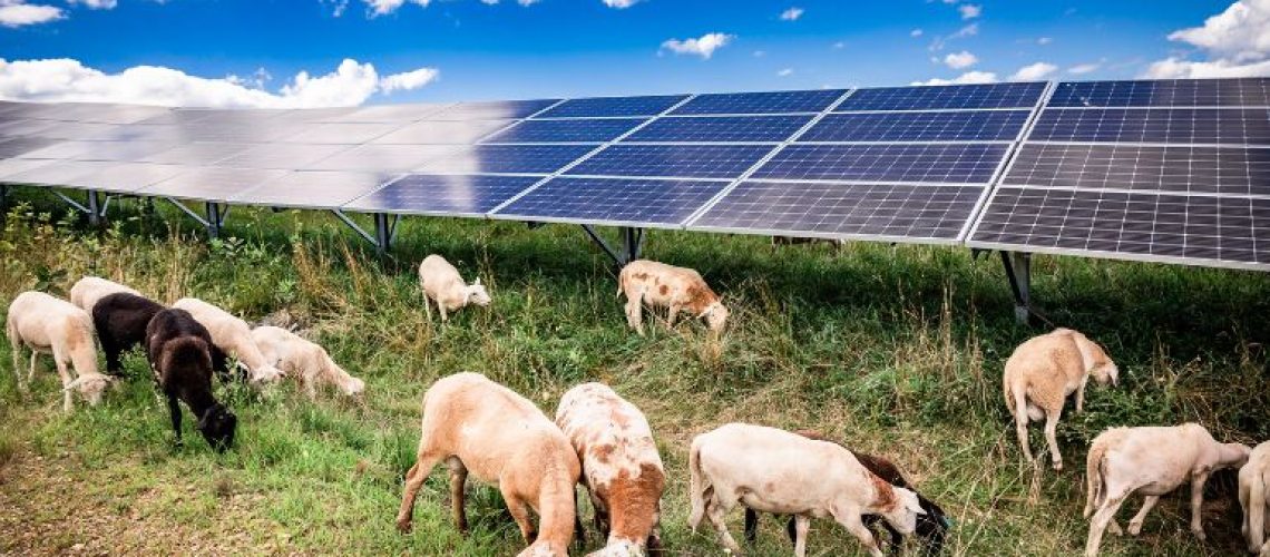 agricultural-solar-agrivoltaics-sheep-1-CREDIT-AgriSolar-Clearinghouse.jpg