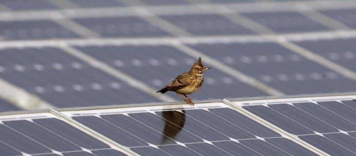 birdonsolar.jpg