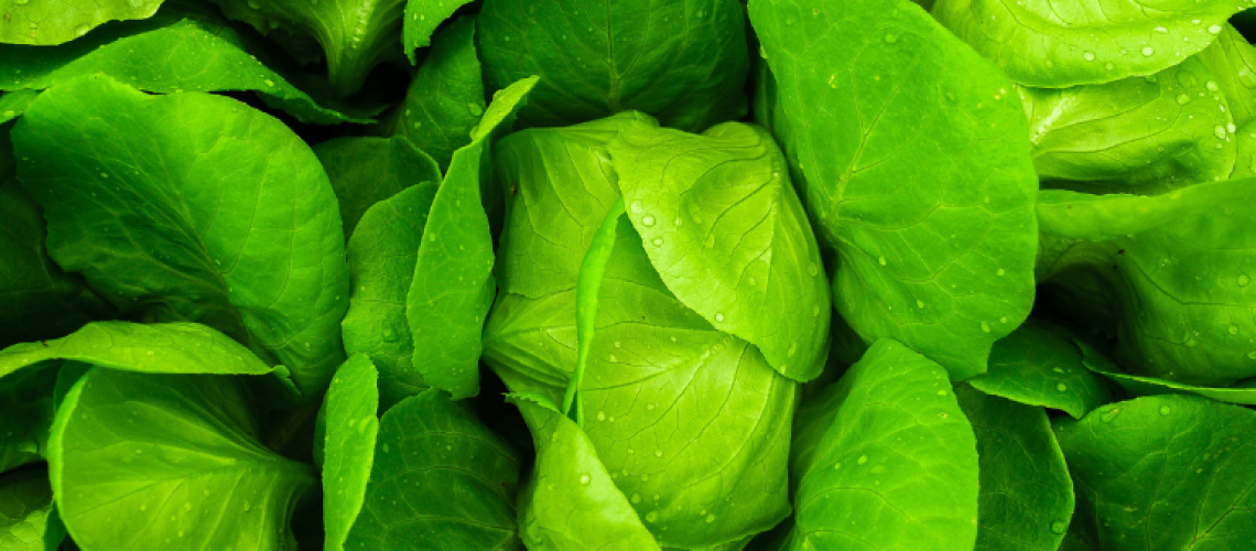 lettuce-farm-farming-stock-featured.png