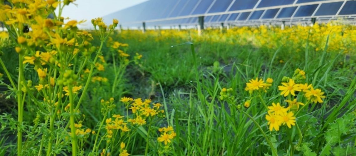 lightsource-bp-utility-solar-stock-pollinators.jpg