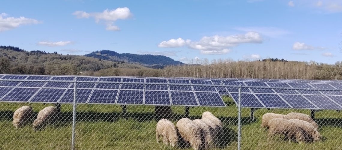 osu-agrivoltaic-sheep-solar.jpg