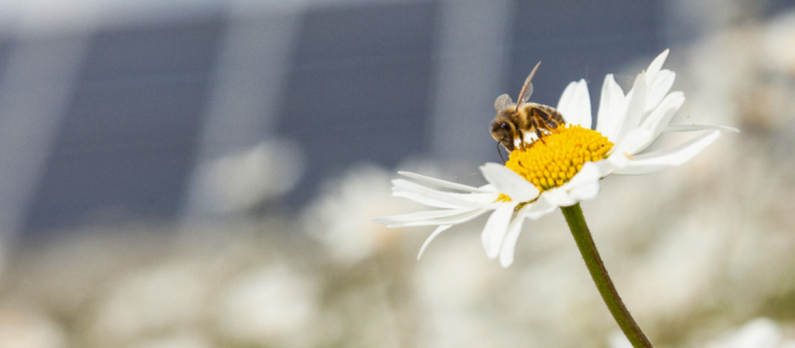 pollinator-friendly-bee-solar-.png