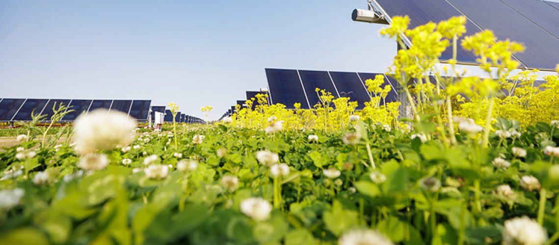 pollinator-solar-array-stock.jpg