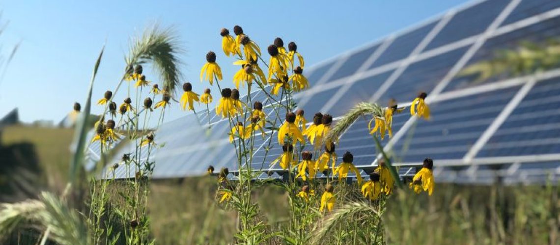 solar-pollinators.jpg