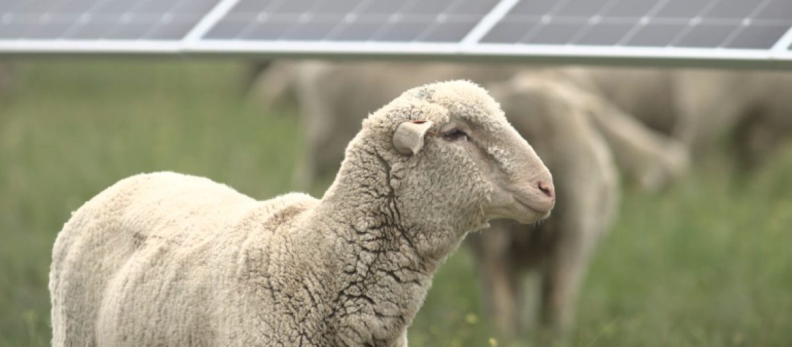 solar-sheep-avangrid.jpg